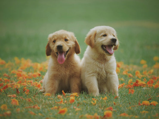 Discover the Ultimate Pet Care Experience at BuddyBox UAE!