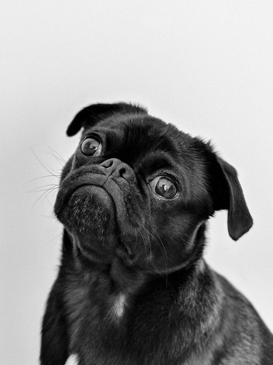 The Ultimate Guide to Pet Nutrition: What Every Pet Parent Should Know