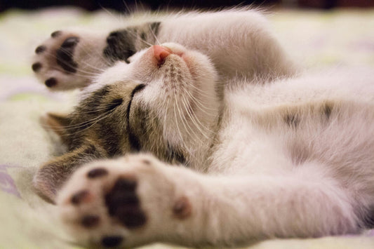 Essential Tips for First-Time Cat Owners