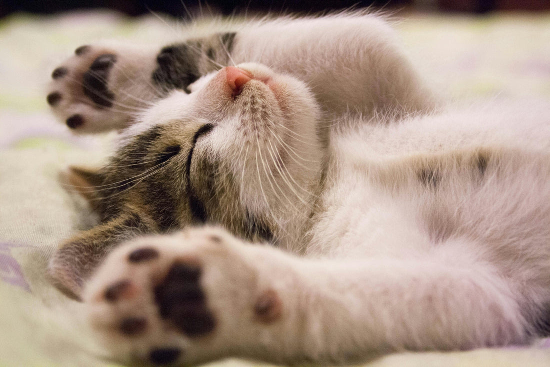 Essential Tips for First-Time Cat Owners